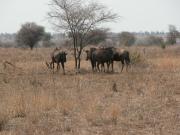 Kruger-3-11