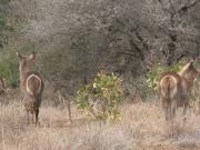 Kruger-3-12