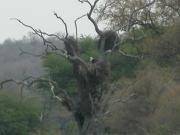 Kruger-3-17