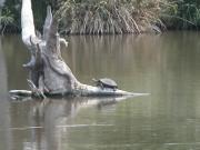 Kruger-3-19