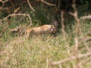 Kruger-3-21