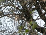 Kruger-3-22