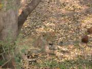 Kruger-3-27