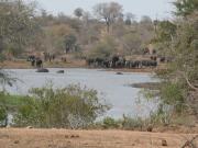Kruger-3-34
