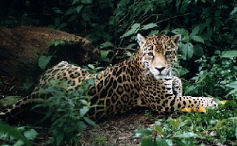 The Belizean Jaguar
