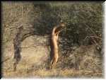 5-Gerenuk