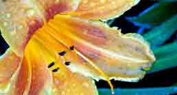 daylily