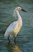 Egret