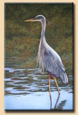 Wading Heron