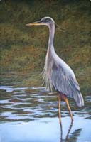 Wading Heron