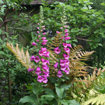 green garden with foxglove