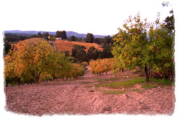 sebastopol