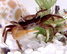 AquaBabies Fiddler Crab