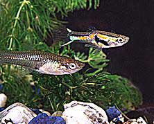 AquaBabies Endlers