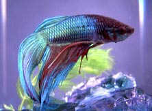 Male Betta
