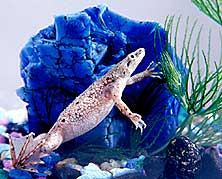 AquaBabies Dwarf Aquatic Frog