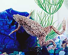 AquaBabies Dwarf Aquatic Frog