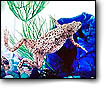 Aquababies aquarium frog