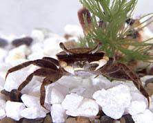 AquaBabies Fiddler Crab