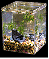 Mini Aquariums AquaBabies