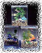 Aquababies aquariums