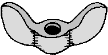 Wingnut Logo