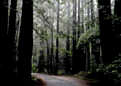 Armstrong Woods, Guerneville CA