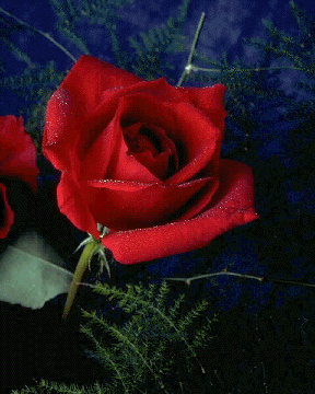 [Rose]