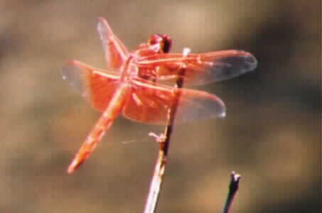 Flame Skimmer