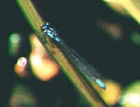 zygoptera, damselfly
