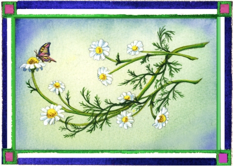 Midsummer Dream Chamomile