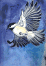 chickadee