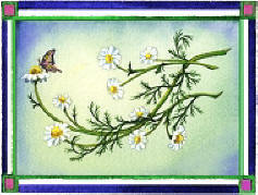 Chamomile