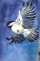 chickadee