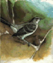 mocking bird