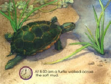 turtle, page two
