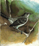 mocking bird