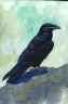 raven