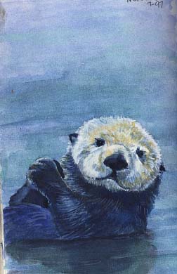 Sea Otter