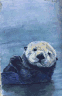 otter of the sea