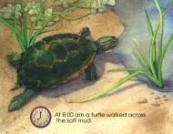turtle, page two