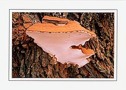 Ganoderma applanatum