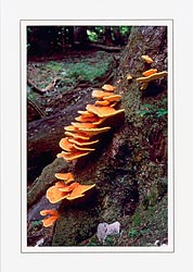 Laetiporus sulphureus