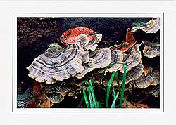 Trametes versicolor 