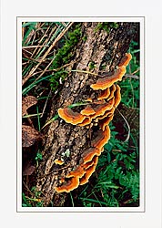 Trametes versicolor (orange)