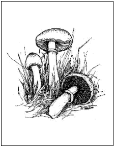 Agaricus campestris