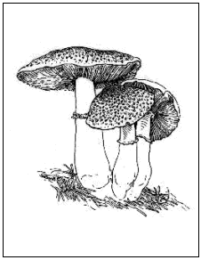 Agaricus silvaticus