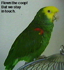 Double Yellow Headed Amazon