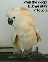 Molucan Cocktoo