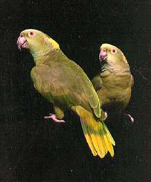 Yellow Naped Amozon